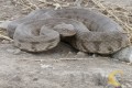 Viper - Macrovipera Lebetina, Cyprus