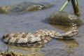 Viper - Macrovipera Lebetina, Cyprus