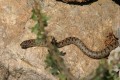 Young Black whip snake - Dolichophis Jugularis