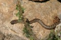 Black whip snake - Dolichophis Jugularis, Cyprus