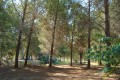 forest-cyprus