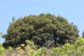 Cyprus flora