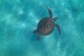 Inia Turtle museum, Paphos, Cyprus