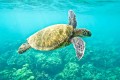 Inia Turtle museum, Paphos, Cyprus
