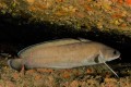 phycis phcis fish