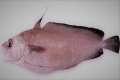 phycis phycis fish